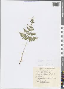 Dryopteris carthusiana (Vill.) H. P. Fuchs, Eastern Europe, Northern region (E1) (Russia)