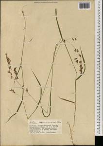 Melica turczaninowiana Ohwi, Mongolia (MONG) (Mongolia)