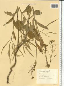 Brassica napus L., Eastern Europe, Middle Volga region (E8) (Russia)