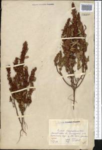 Rumex marschallianus Rchb., Middle Asia, Northern & Central Kazakhstan (M10) (Kazakhstan)