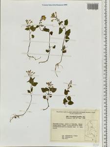 Scutellaria pacifica Juz., Siberia, Russian Far East (S6) (Russia)