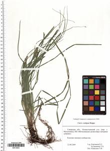Carex spicata subsp. spicata, Eastern Europe, Middle Volga region (E8) (Russia)