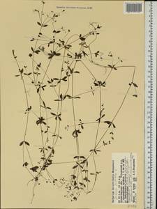 Galium palustre L., Eastern Europe, Northern region (E1) (Russia)