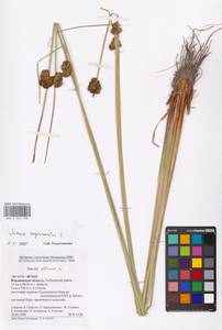 Juncus conglomeratus L., Eastern Europe, Central forest-and-steppe region (E6) (Russia)