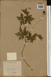 Geranium palustre L., Eastern Europe, North Ukrainian region (E11) (Ukraine)