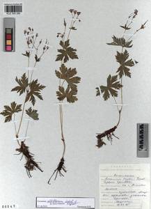 KUZ 000 285, Geranium albiflorum Ledeb., Siberia, Altai & Sayany Mountains (S2) (Russia)