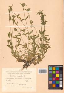 Cerastium holosteoides Fr., Siberia, Russian Far East (S6) (Russia)