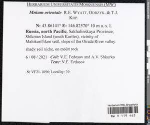 Mnium orientale R.E. Wyatt, Odrzyk. & T.J. Kop., Bryophytes, Bryophytes - Russian Far East (excl. Chukotka & Kamchatka) (B20) (Russia)