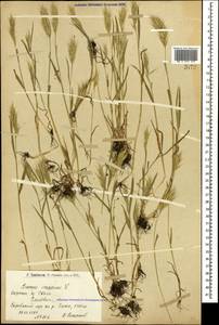 Bromus scoparius L., Caucasus, Armenia (K5) (Armenia)