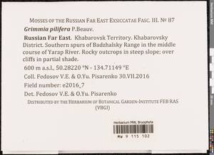 Grimmia pilifera P. Beauv., Bryophytes, Bryophytes - Russian Far East (excl. Chukotka & Kamchatka) (B20) (Russia)