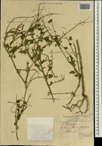 Heliotropium, South Asia, South Asia (Asia outside ex-Soviet states and Mongolia) (ASIA) (Iran)
