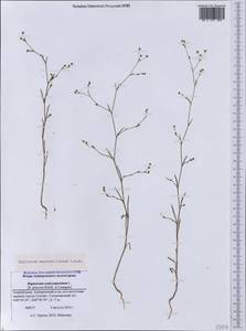 Bupleurum marschallianum C. A. Mey., Caucasus, Azerbaijan (K6) (Azerbaijan)