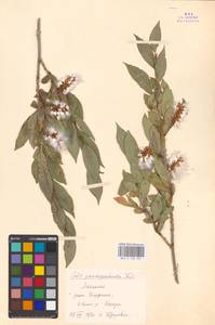 Salix pseudopentandra (Flod.) Flod., Mongolia (MONG) (Mongolia)