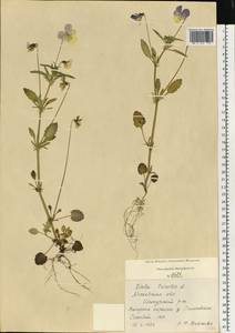 Viola tricolor L., Eastern Europe, Moscow region (E4a) (Russia)