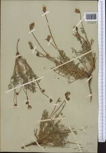 Astragalus subscaposus M. Popov ex A.G. Borisova, Middle Asia, Western Tian Shan & Karatau (M3)