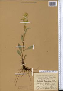 Solidago virgaurea subsp. lapponica (With.) Tzvelev, Eastern Europe, Northern region (E1) (Russia)