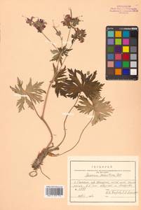 Geranium erianthum DC., Siberia, Russian Far East (S6) (Russia)
