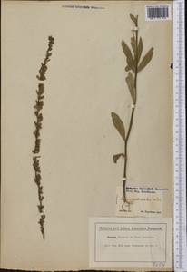 Lobelia spicata Lam., America (AMER) (United States)