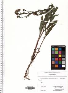 Aster amellus L., Eastern Europe, Middle Volga region (E8) (Russia)
