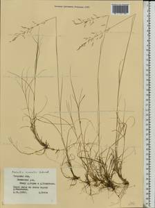 Agrostis vinealis Schreb., Eastern Europe, North-Western region (E2) (Russia)