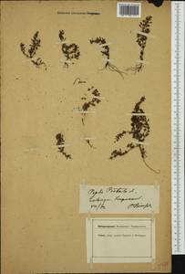 Lythrum portula (L.) D. A. Webb, Western Europe (EUR) (Germany)