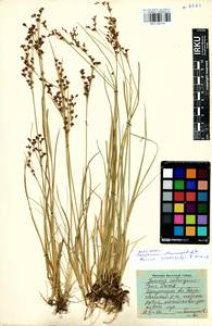 Juncus persicus subsp. libanoticus (Thiébaut) Novikov & Snogerup, Siberia, Baikal & Transbaikal region (S4) (Russia)