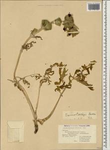 Phlomoides laciniata (L.) Kamelin & Makhm., Caucasus, Georgia (K4) (Georgia)