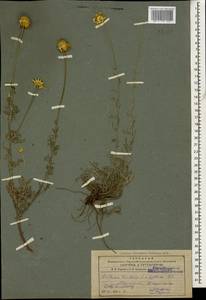 Cota tinctoria subsp. tinctoria, Caucasus, Armenia (K5) (Armenia)