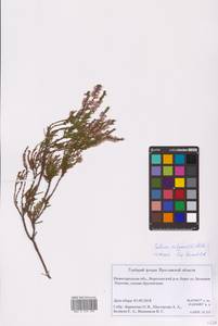 Calluna vulgaris (L.) Hull, Eastern Europe, Volga-Kama region (E7) (Russia)