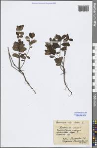 Vaccinium vitis-idaea L., Eastern Europe, Moscow region (E4a) (Russia)