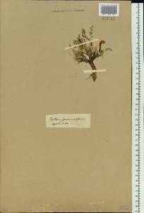 Oxytropis squamulosa DC., Siberia, Baikal & Transbaikal region (S4) (Russia)