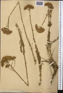 Handelia trichophylla (Schrenk ex Fisch. & C. A. Mey.) Heimerl, Middle Asia, Dzungarian Alatau & Tarbagatai (M5) (Kazakhstan)