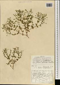 Mesostemma dichotomum (L.) Arabi, Rabeler & Zarre, Mongolia (MONG) (Mongolia)