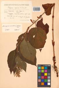 Koenigia weyrichii (F. Schmidt) T. M. Schust. & Reveal, Siberia, Russian Far East (S6) (Russia)