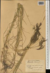 Bothriochloa ischaemum (L.) Keng, South Asia, South Asia (Asia outside ex-Soviet states and Mongolia) (ASIA) (China)