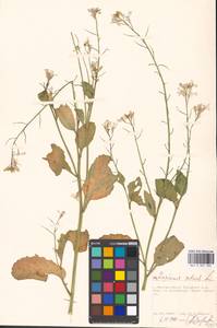 Raphanus sativus L., Eastern Europe, Moscow region (E4a) (Russia)