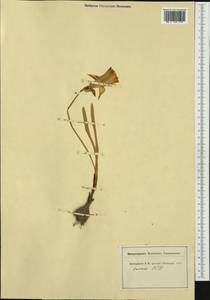 Narcissus pseudonarcissus L., Western Europe (EUR) (Switzerland)