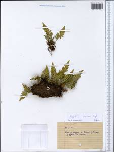 Polypodium sibiricum Sipliv., Siberia, Altai & Sayany Mountains (S2) (Russia)