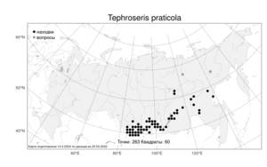 Tephroseris praticola (Schischk. & Serg.) Holub, Atlas of the Russian Flora (FLORUS) (Russia)