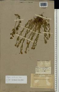 Polygala vulgaris L., Eastern Europe, Middle Volga region (E8) (Russia)