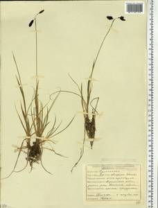 Carex atrofusca Schkuhr, Siberia, Yakutia (S5) (Russia)