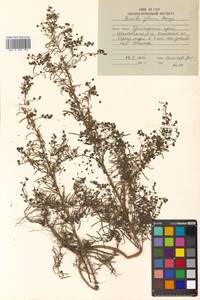 Suaeda glauca (Bunge) Bunge, Siberia, Russian Far East (S6) (Russia)