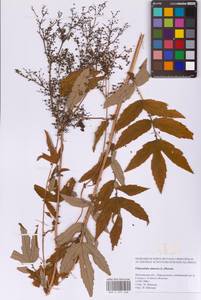 Filipendula ulmaria (L.) Maxim., Eastern Europe, Moscow region (E4a) (Russia)