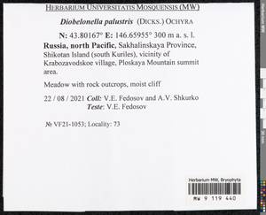 Diobelonella palustris (Dicks.) Ochyra, Bryophytes, Bryophytes - Russian Far East (excl. Chukotka & Kamchatka) (B20) (Russia)