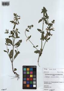 Stachys annua (L.) L., Siberia, Altai & Sayany Mountains (S2) (Russia)