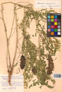 Astragalus uliginosus L., Siberia, Russian Far East (S6) (Russia)