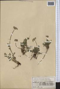 Seseli mucronatum (Schrenk) Pimenov & Sdobnina, Middle Asia, Pamir & Pamiro-Alai (M2) (Kyrgyzstan)