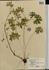 Geranium collinum Stephan ex Willd., Eastern Europe, Central forest-and-steppe region (E6) (Russia)