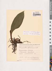 Cremastra appendiculata var. variabilis (Blume) I.D.Lund, Siberia, Russian Far East (S6) (Russia)