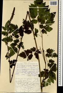 Actaea simplex (DC.) Wormsk. ex Fisch. & C. A. Mey., Mongolia (MONG) (Mongolia)